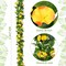 Hotop 6-Pack 7.55 ft Artificial Morning Glory Vines – Faux Silk Hanging Flowers for Indoor & Outdoor Décor, Wall, Fence, Wedding, Banquet, and Party Decorations (Yellow)